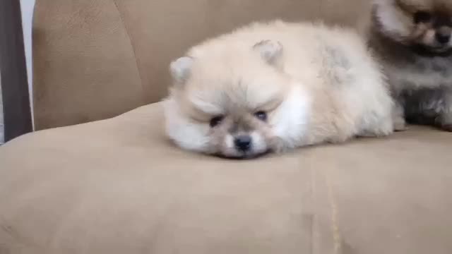 پامرانین خرسی|سگ|بندرعباس, |دیوار