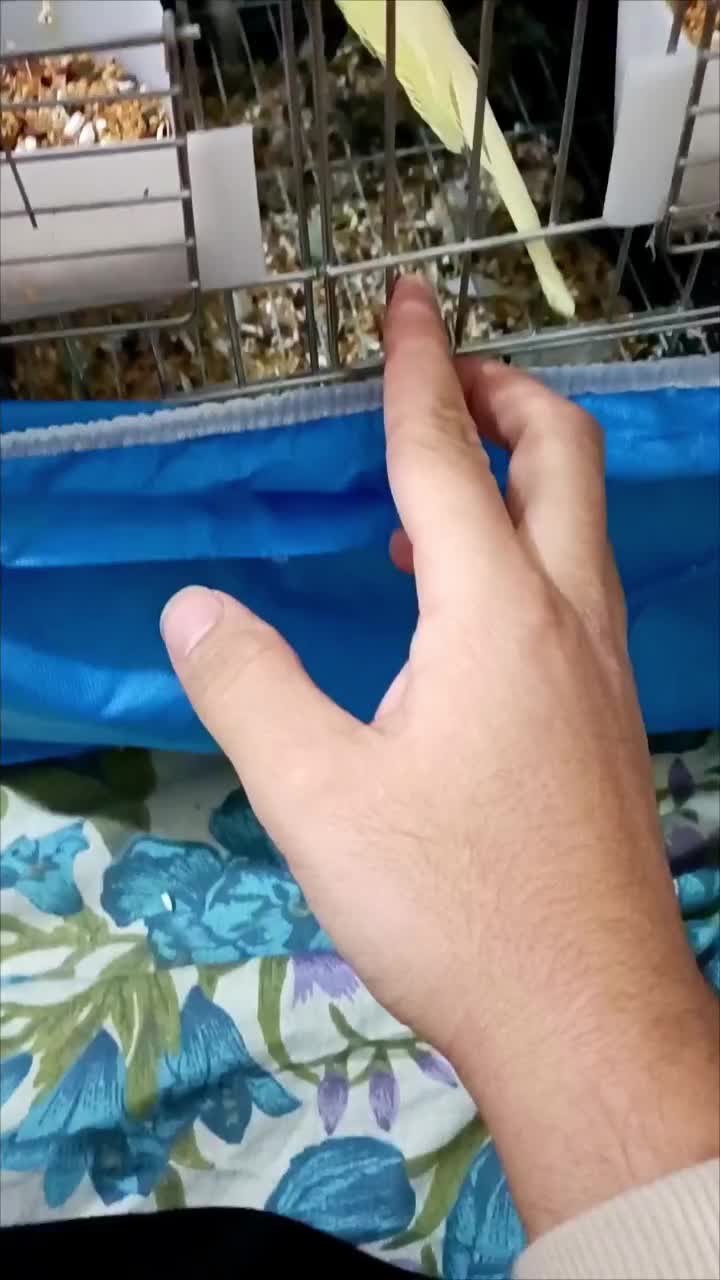 عروس هلندی لوتینو فقط ۸۰۰|پرنده|ابهر, |دیوار