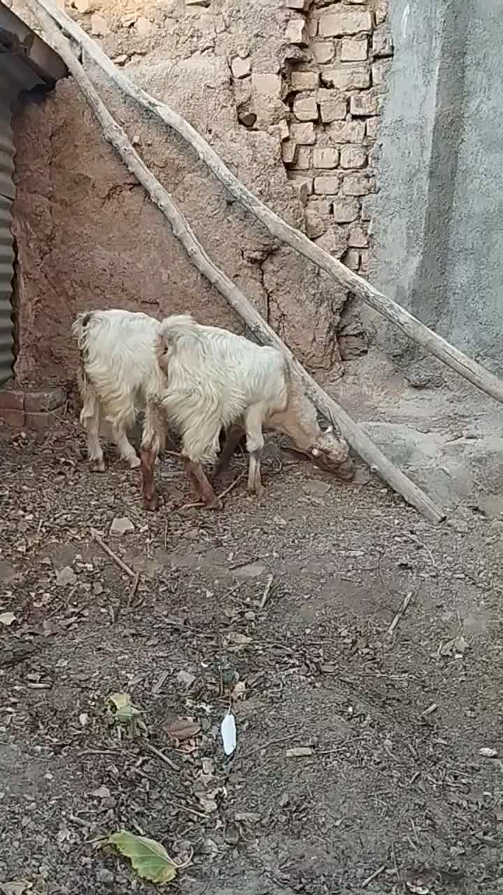 سه عدد بزغاله بومی|حیوانات مزرعه|خلجستان, |دیوار