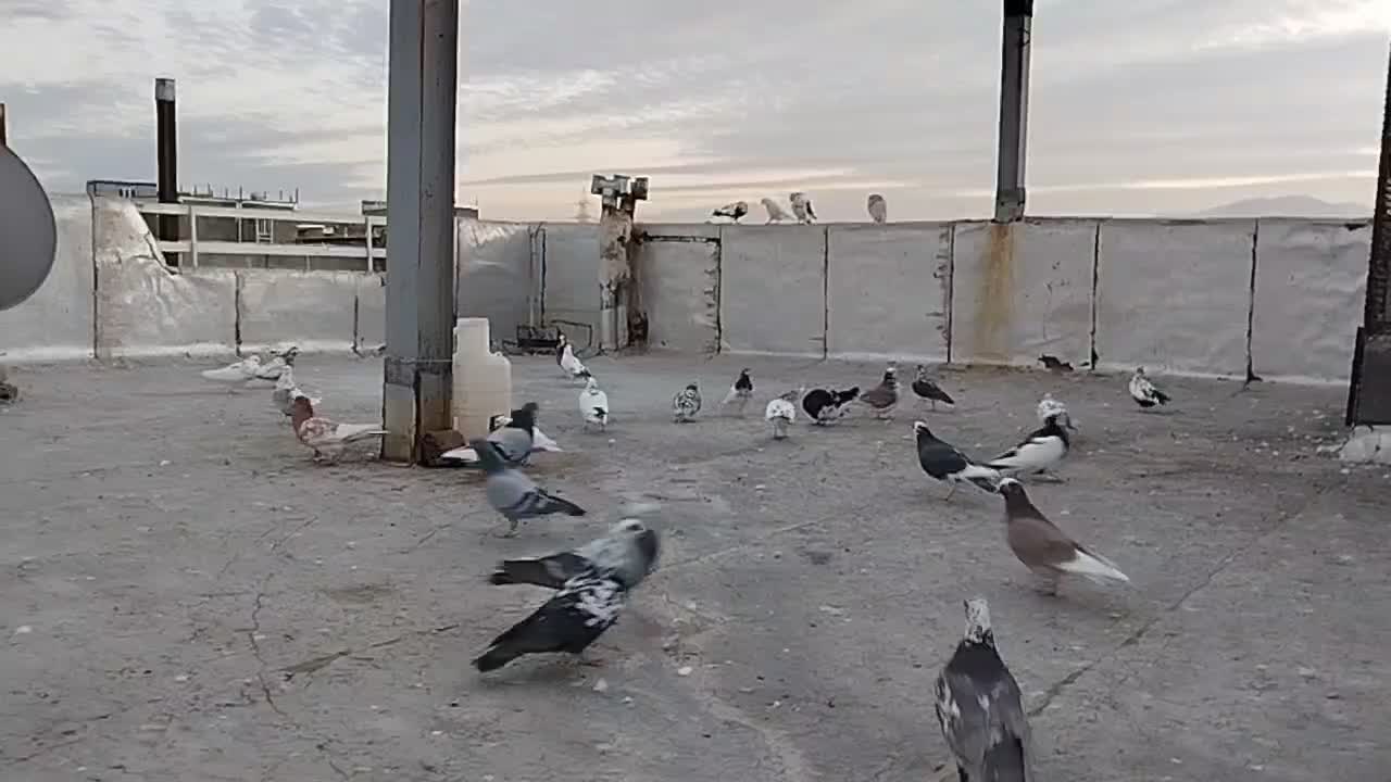 کبوتر مالچه|پرنده|سنندج, |دیوار