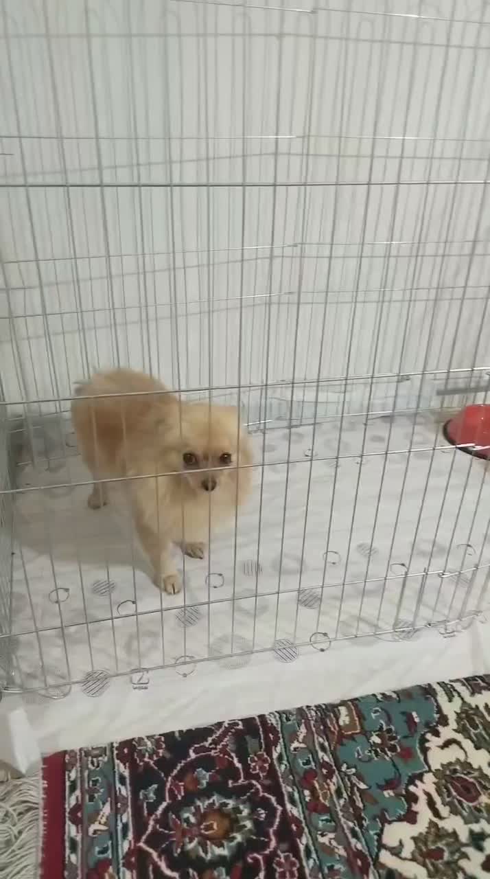 توله سگ پامرانین خرسی توله سگ پامرانین|سگ|نسیم‌شهر, |دیوار