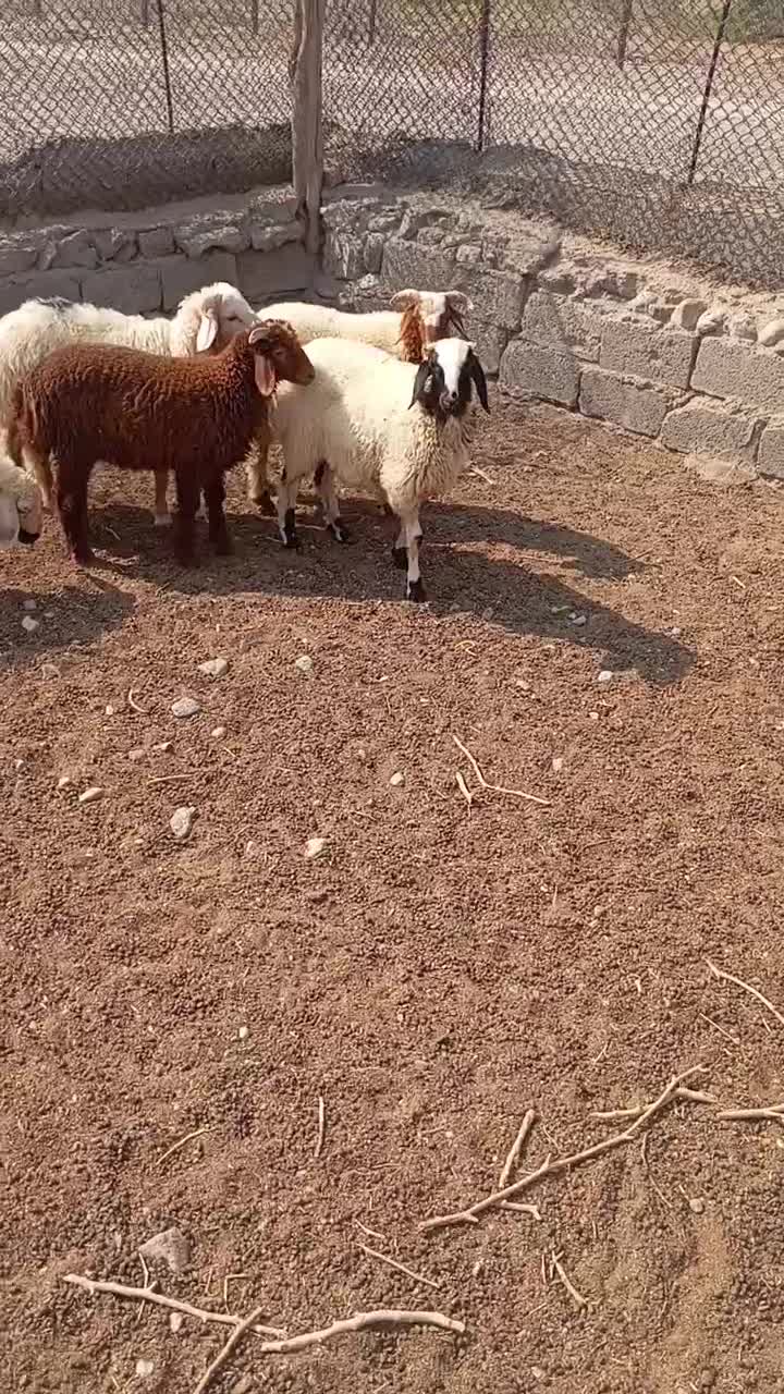 بره|حیوانات مزرعه|حاجی آباد, |دیوار