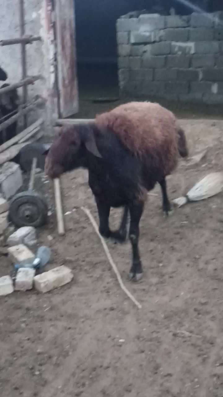 قوچ اصیل قیزیل افشار دوقلوزا|حیوانات مزرعه|تیکمه داش, |دیوار