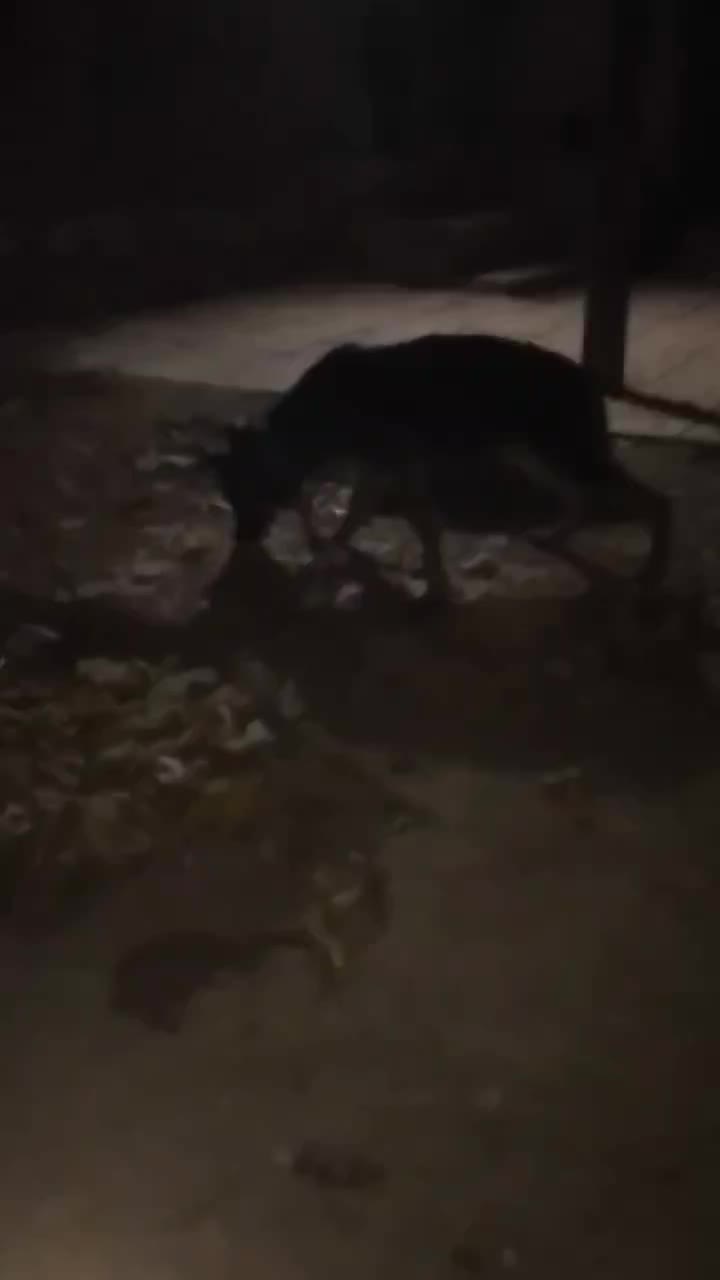 سگ ژرمن|سگ|زنجان, |دیوار