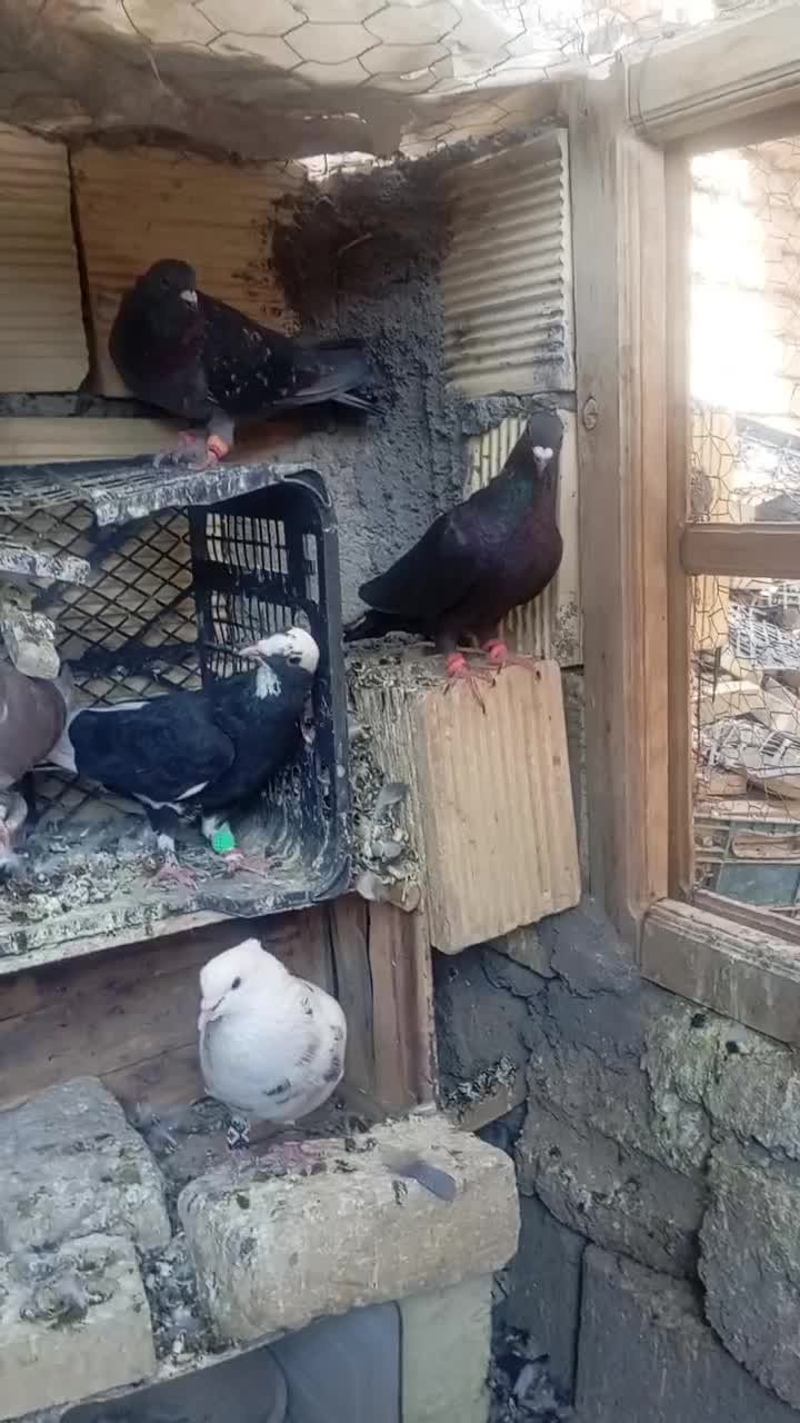 کبوتر دورگ و رنگی|پرنده|باغ بهادران, |دیوار