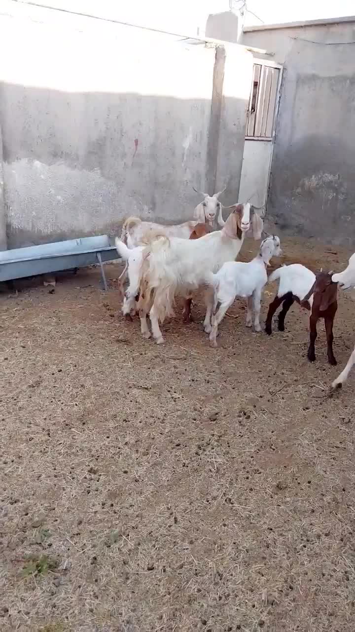 ۳ راس بز زایده|حیوانات مزرعه|کاشمر, |دیوار