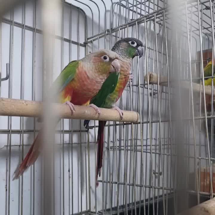 جفت گرینچک جوجه برزیلی|پرنده|قرچک, زیبا شهر|دیوار