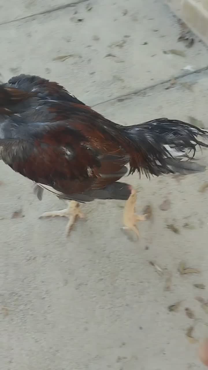 سلام خروس لاری|حیوانات مزرعه|هشتگرد, تهران دشت|دیوار