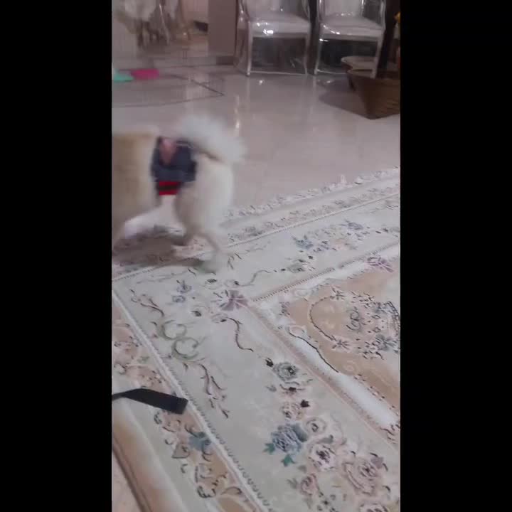 سگ پامرین|سگ|تهران, تهرانپارس غربی|دیوار