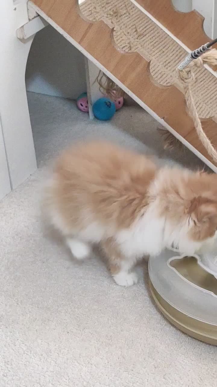 گربه پرشین|گربه|اصفهان, مهدی آباد|دیوار