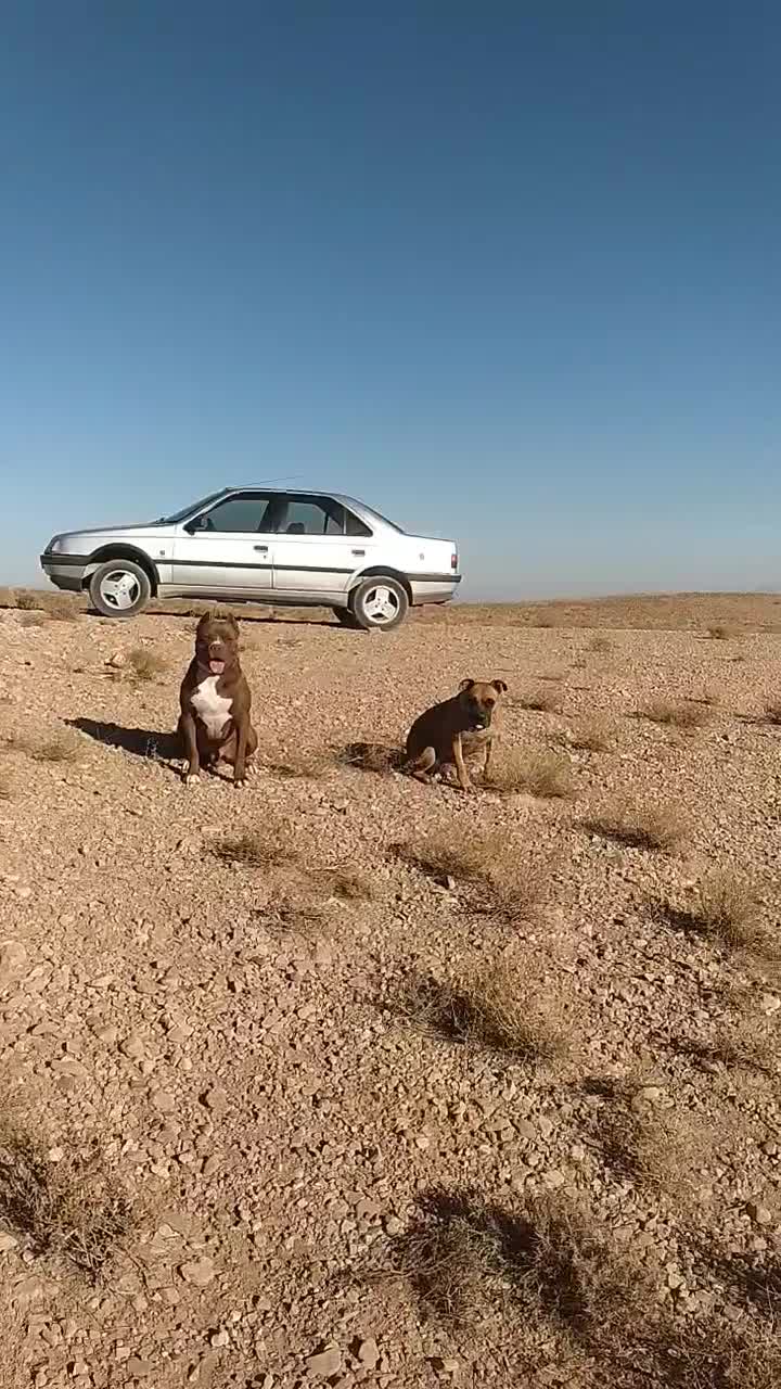 پیتبول نر جهت کشش|سگ|کرمان, |دیوار