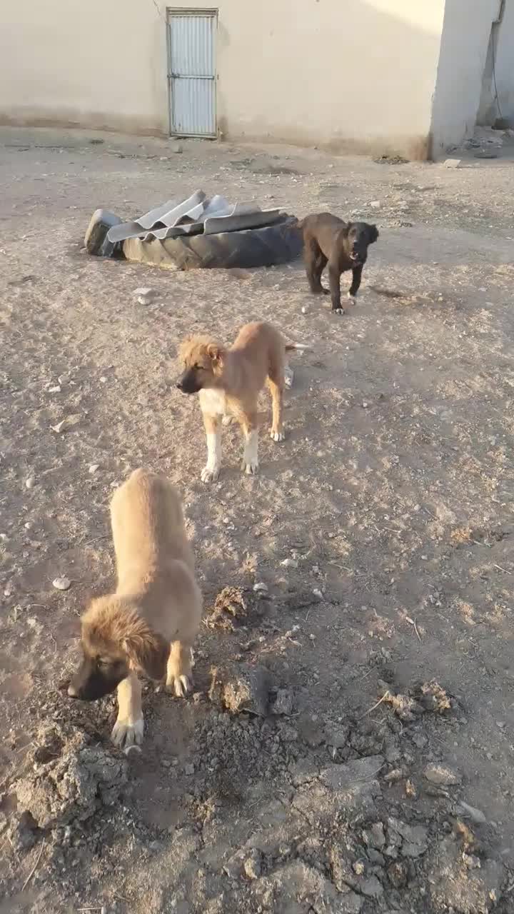 چندتا توله سگ قدریجونی سراب|سگ|فرمهین, |دیوار