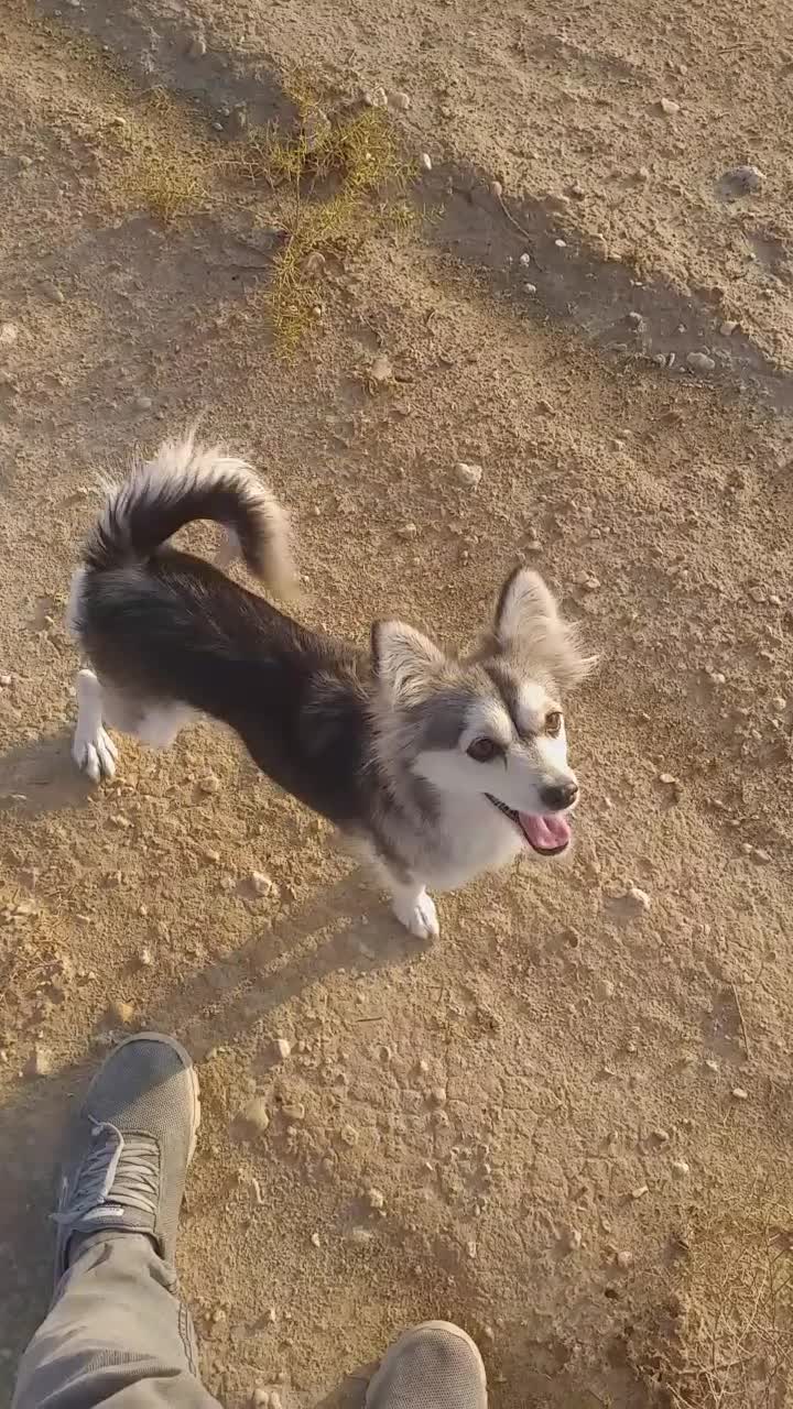 سگ زیبا|سگ|جهرم, |دیوار