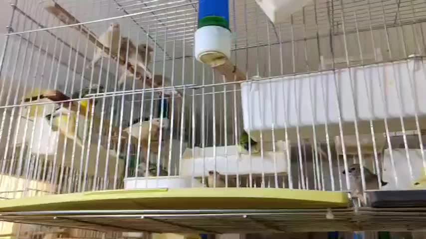 فنچ گلدین|پرنده|کرج, ساماندهی|دیوار