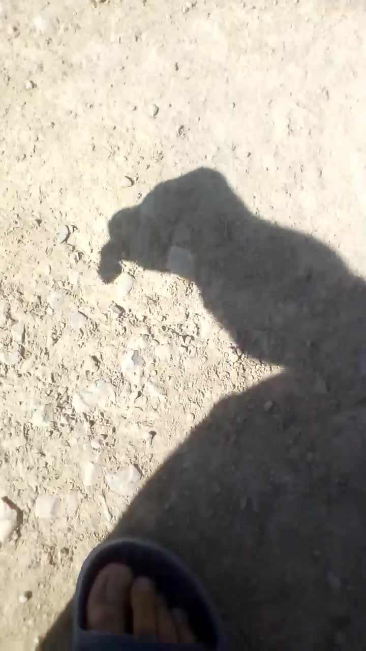 گربه گمشده|گربه|ایلام, |دیوار