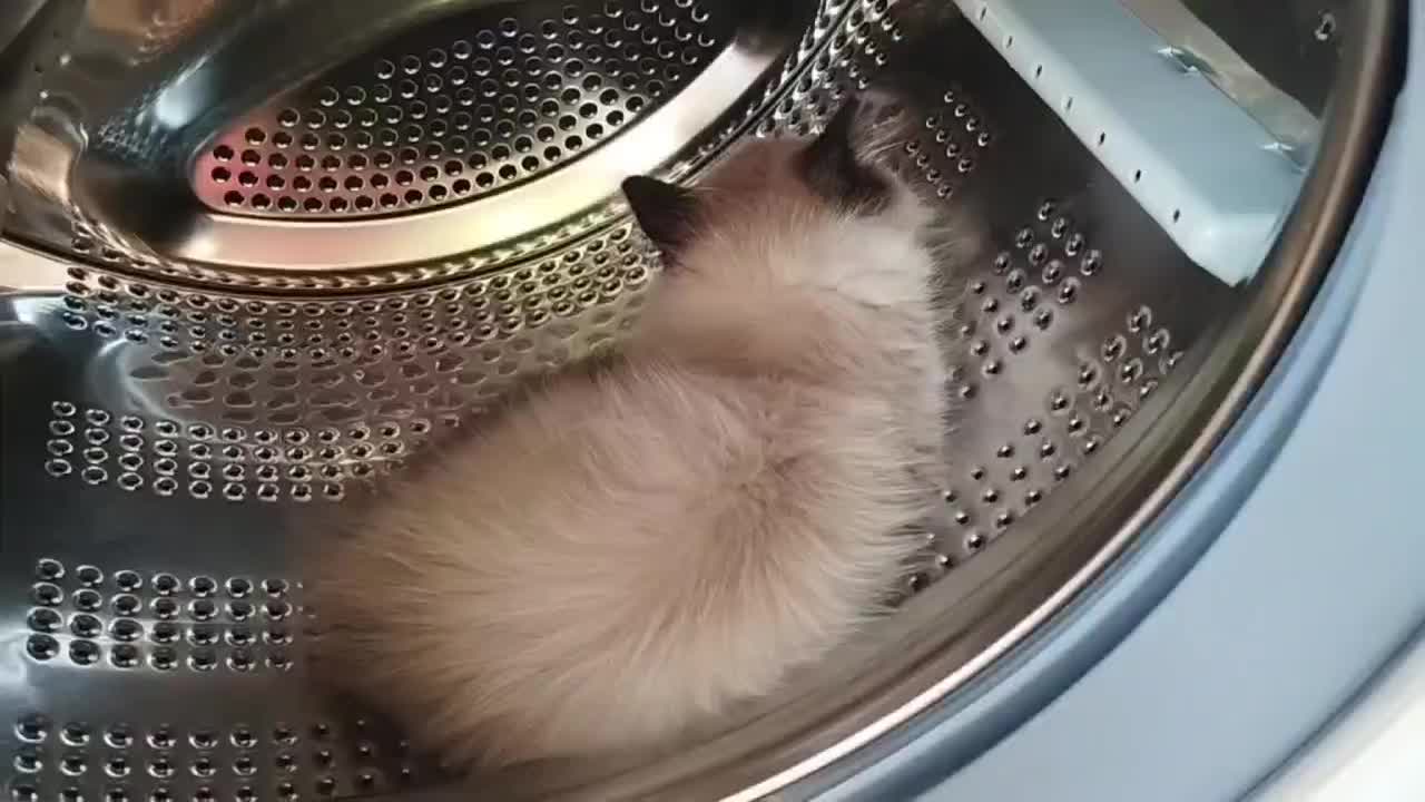 گربه پرشین وهیمالین دونژادس|گربه|ری, دیلمان|دیوار