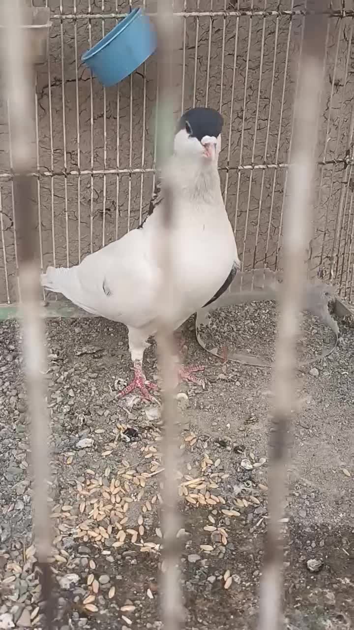 دمگیر نر|پرنده|اصفهان, فردوان|دیوار