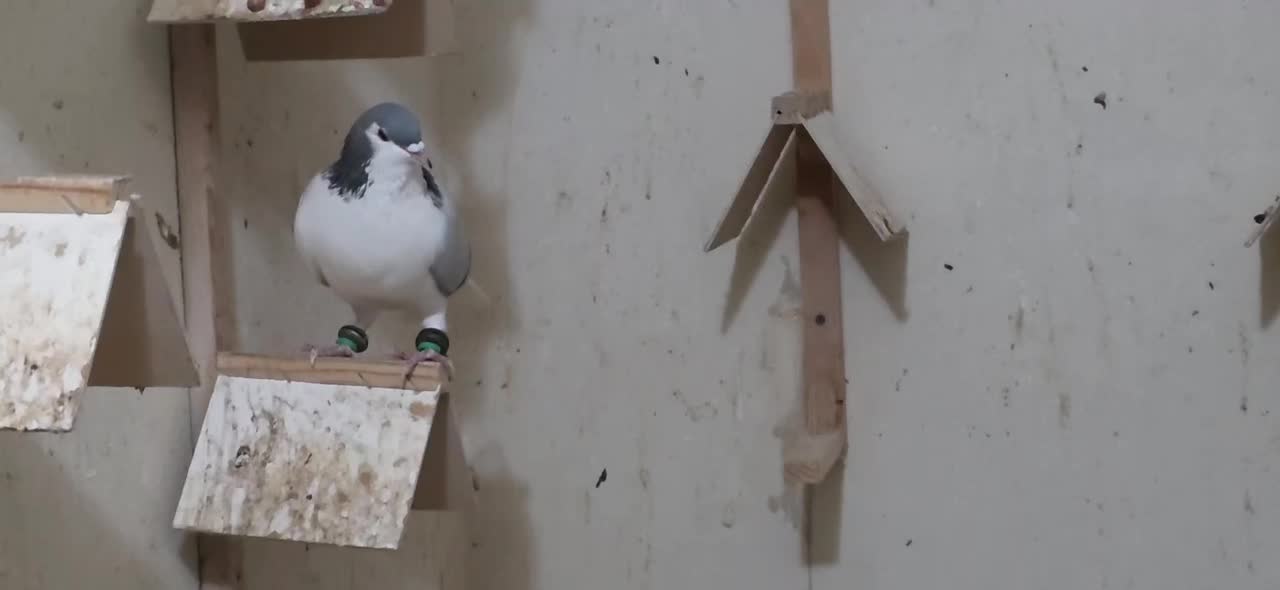 چپ سبز|پرنده|جم, |دیوار