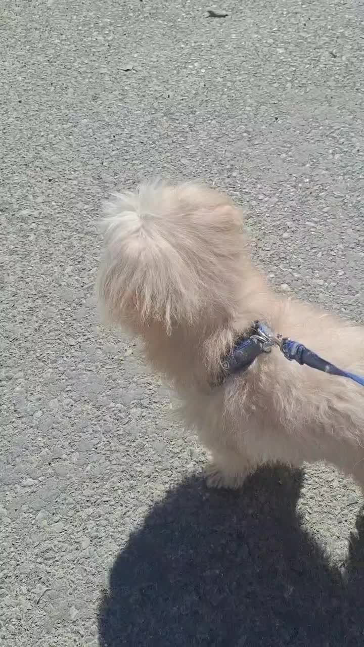 سگ نر|سگ|کرمانشاه, |دیوار