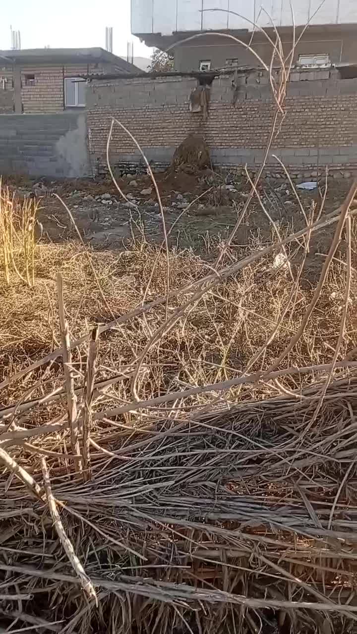 زمین مسکونی|فروش زمین و ملک کلنگی|القجر, |دیوار