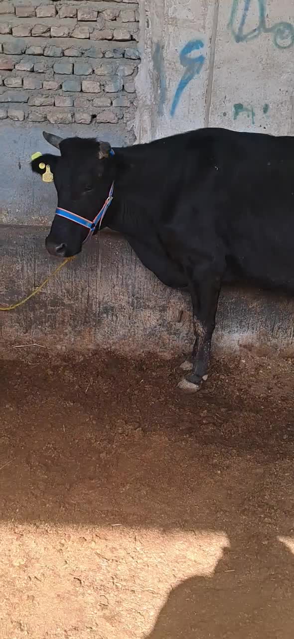 گاو شیری|حیوانات مزرعه|گنبد کاووس, |دیوار