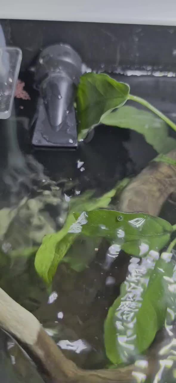 اکواریوم|ماهی|لنجان, |دیوار