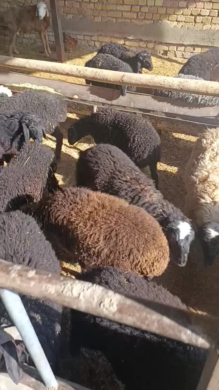 بره نروماده کیلو ۳۶۰|حیوانات مزرعه|تاکستان, |دیوار