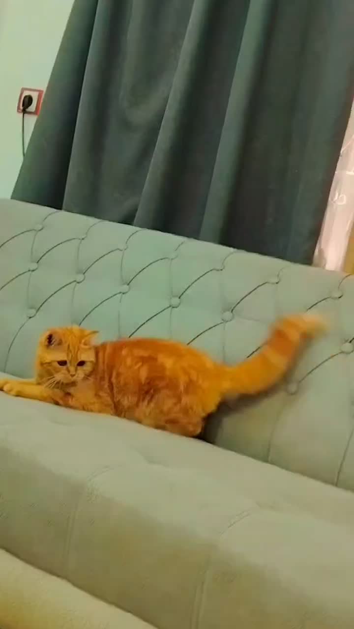 گربه|گربه|زاهدان, |دیوار