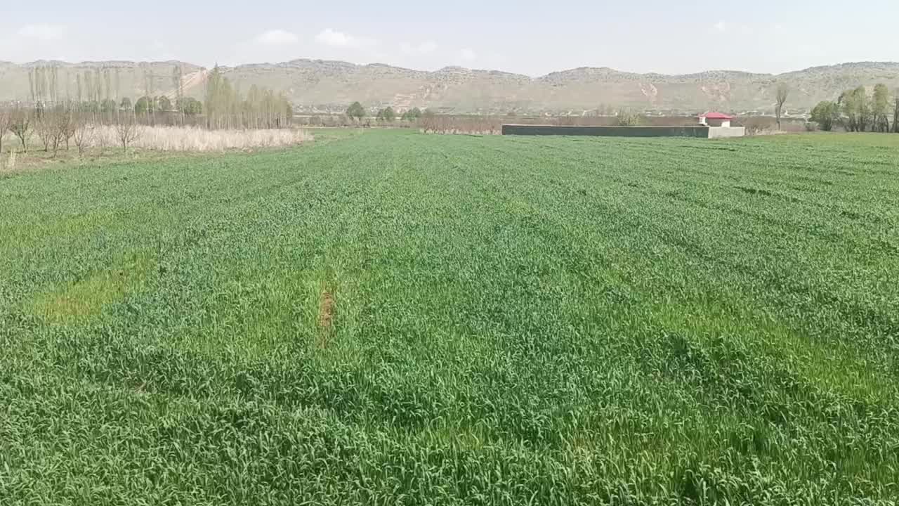 زمین کشاورزی دشتروم تنگاری ریواسی ۱۱۴۹۶ متر|فروش زمین و ملک کلنگی|یاسوج, |دیوار