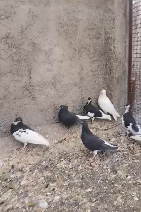 کفتر بهبونی شهری پرشی|پرنده|شیراز, سعدیه شمالی|دیوار