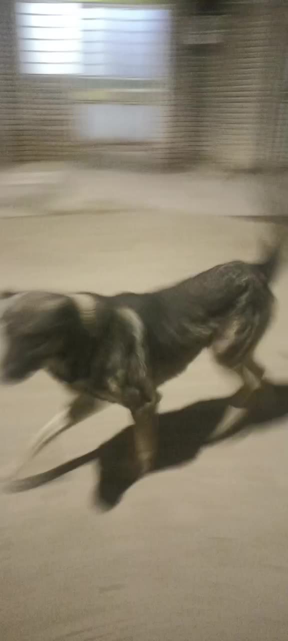 سگ 3 ساله|سگ|صومای برادوست, |دیوار