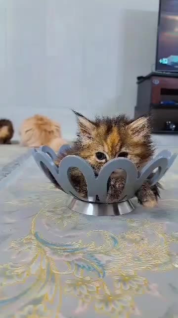 گربه پرشین|گربه|یزد, |دیوار