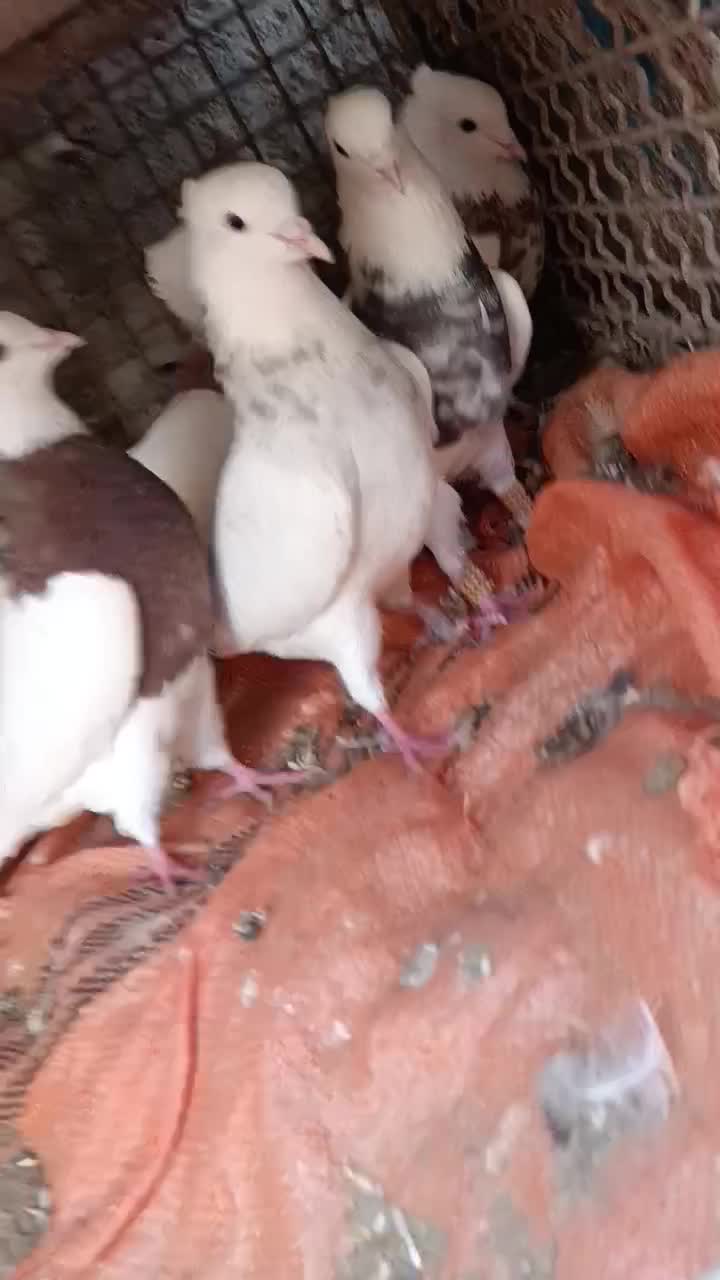 طوقی هفت رنگ|پرنده|بندر ماهشهر, |دیوار