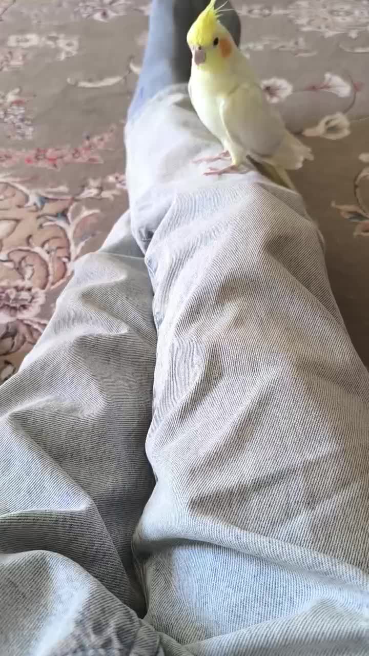 یک جفت عروس هلندی مولدوسالم|پرنده|نورآباد, |دیوار