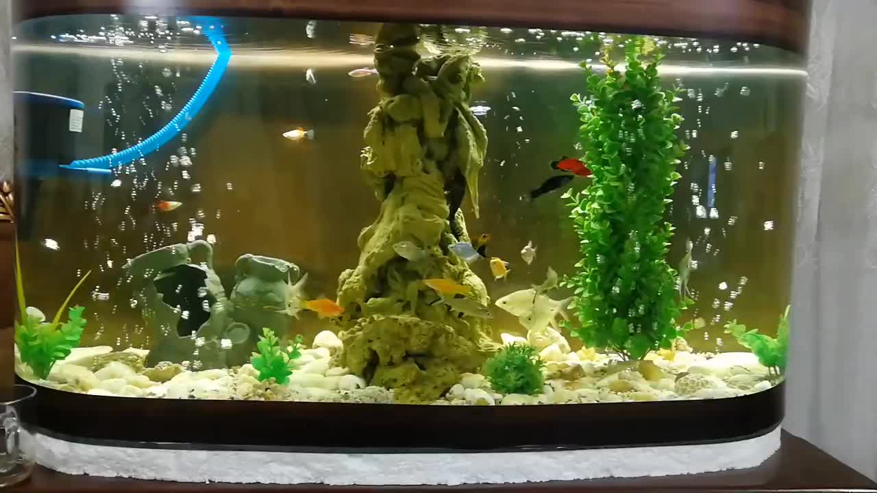 آکواریوم شیشه خم بامیز و تمام لوازم|ماهی|مشهد, رستگار|دیوار