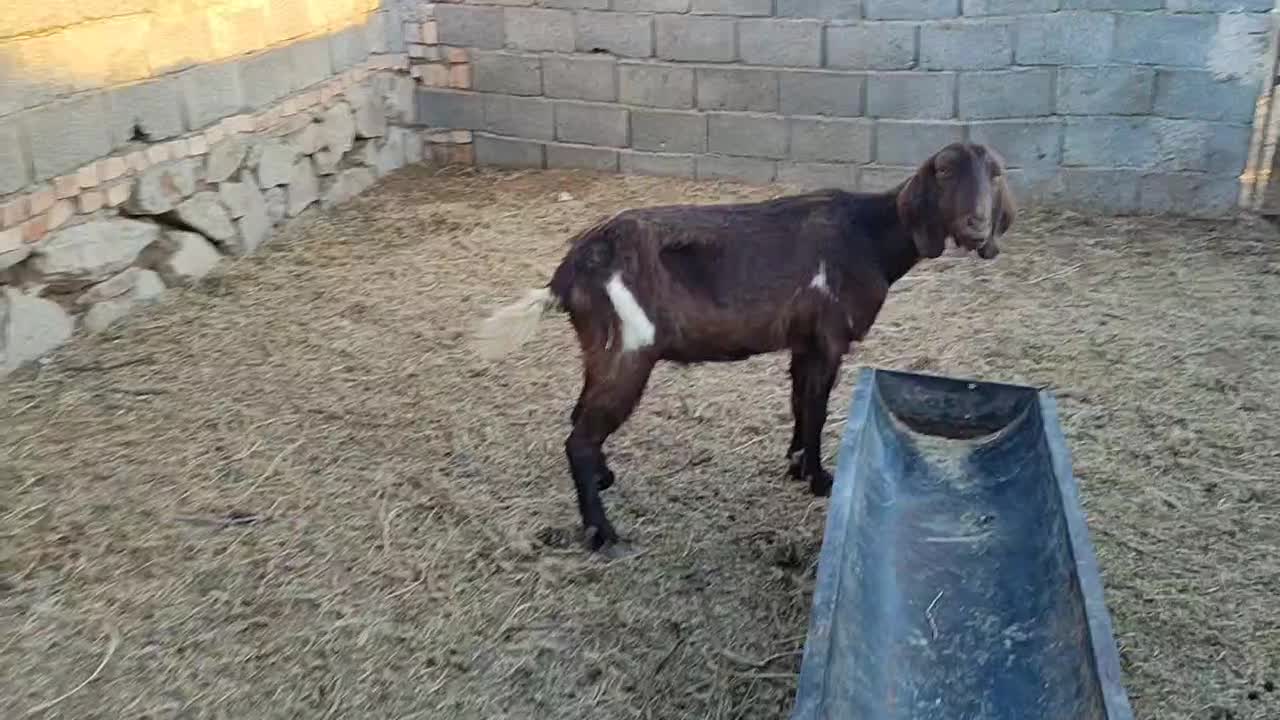 بزجوان|حیوانات مزرعه|بیرجند, |دیوار