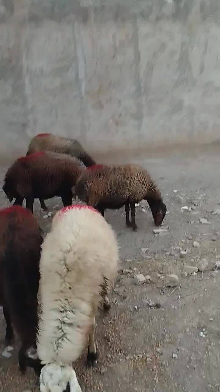 گوسفند جوان افشاری آبستن|حیوانات مزرعه|ری, فیروزآباد|دیوار