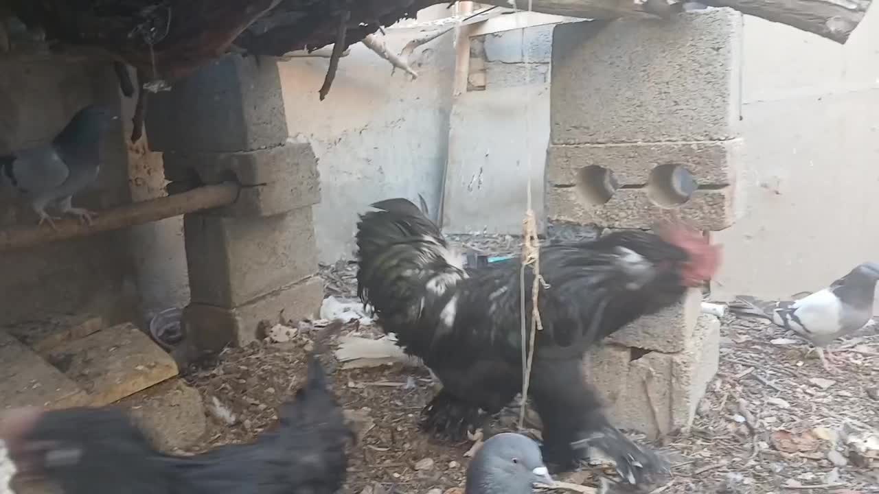 خروس مرندی|حیوانات مزرعه|نجف‌آباد, شیخ آباد|دیوار