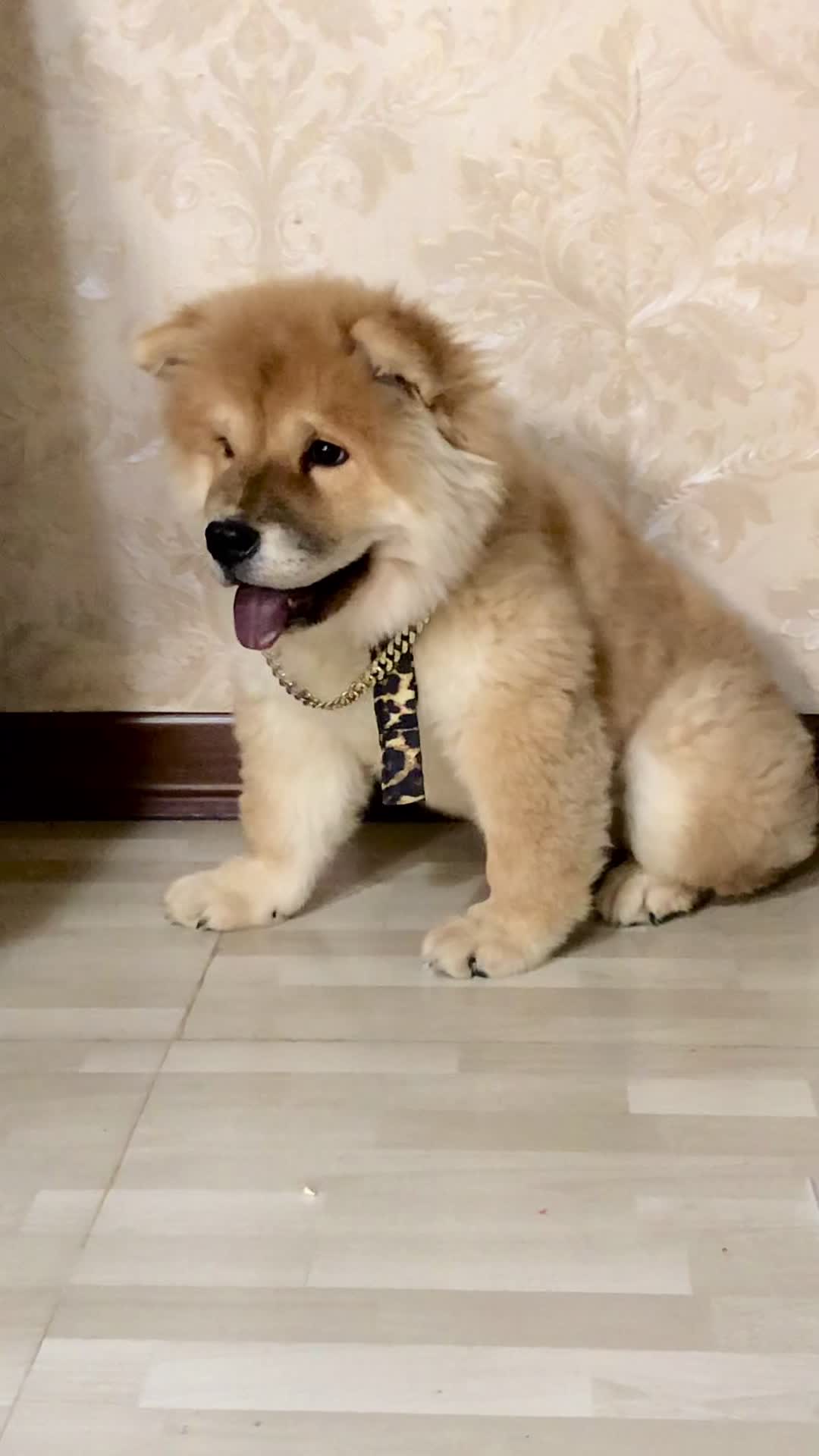 وارداتی سه ماهه با شناسنامه و پاسوورت18t|سگ|کرج, فاز ۱ مهرشهر|دیوار