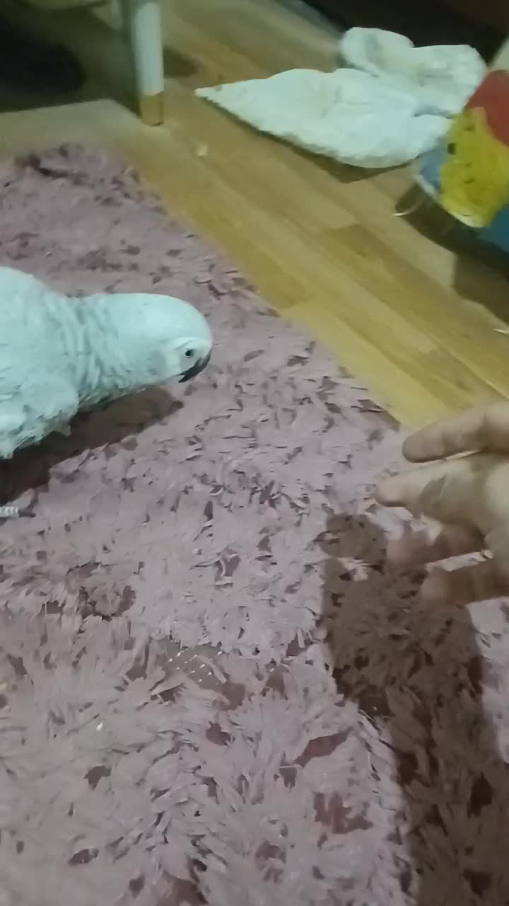 کاسکو ماده تست دار رام کلام بالا|پرنده|تهران, ایوانک|دیوار