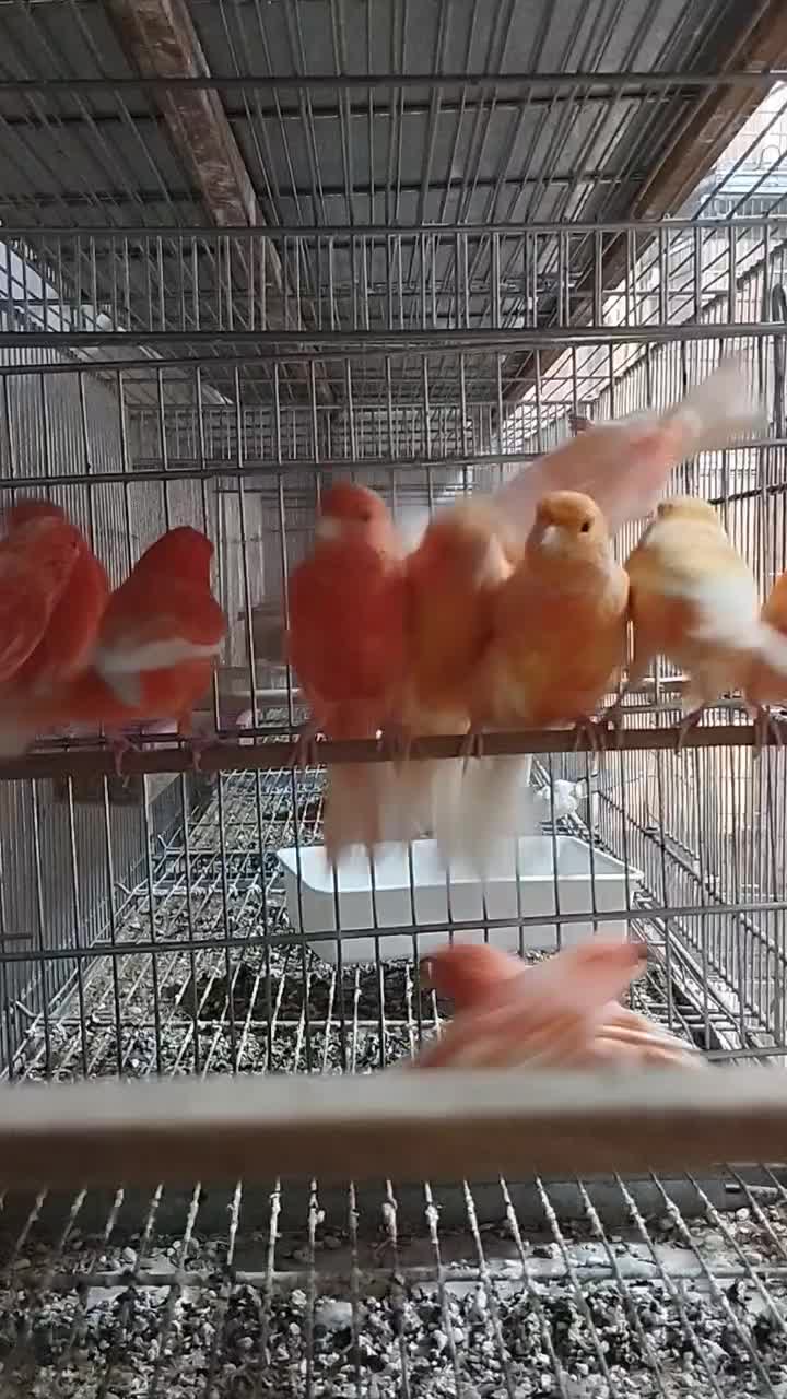 قناری|پرنده|اصفهان, باتون|دیوار