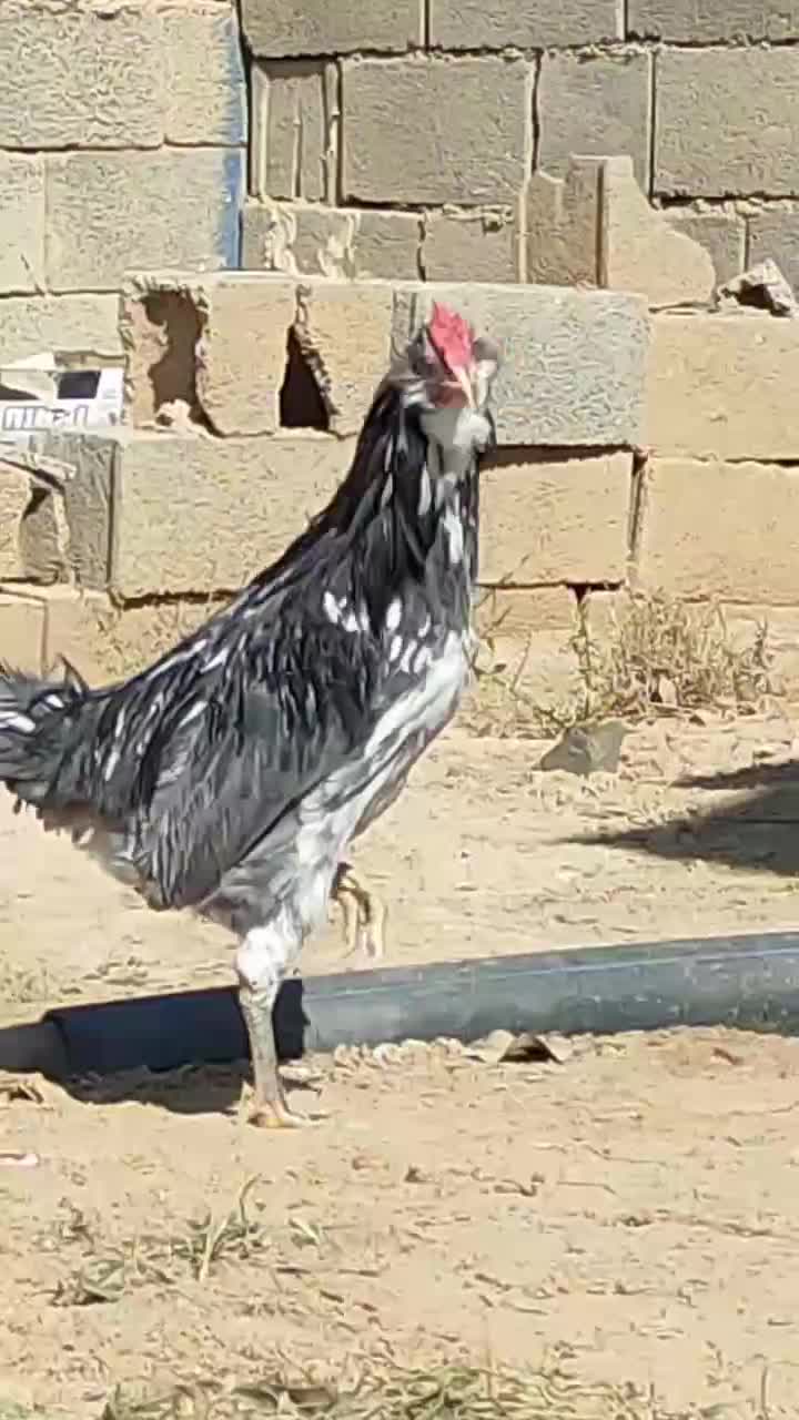 خروس جوان گلین پنگوئنی|حیوانات مزرعه|شاهین‌شهر, عطار|دیوار