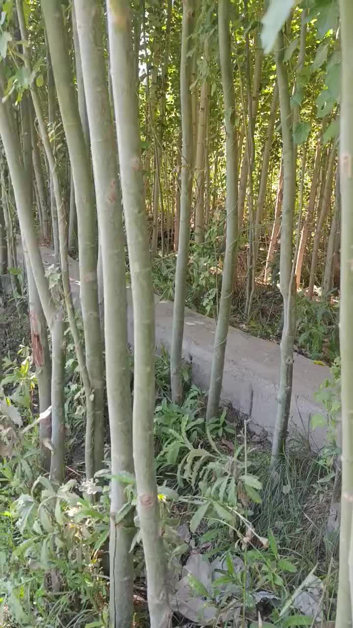 نهال قطور تنومندبزرگ ساله کبوده سیاه ارتفاع ده متر|خدمات باغبانی و درختکاری|تهران, شهرک المهدی|دیوار