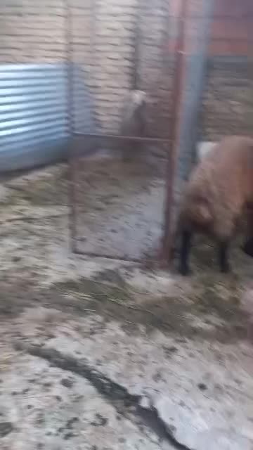 گوسفند نر تخمی|حیوانات مزرعه|ساری, |دیوار