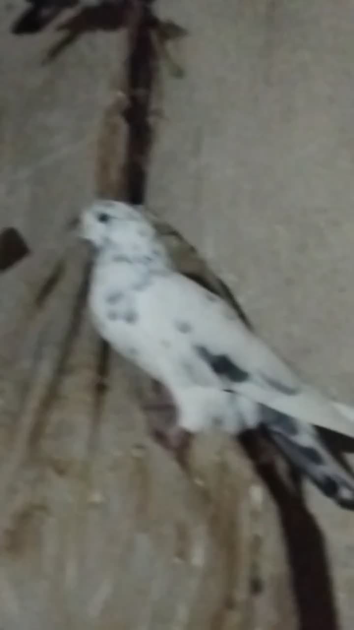 کبوتر|پرنده|چالدران, |دیوار