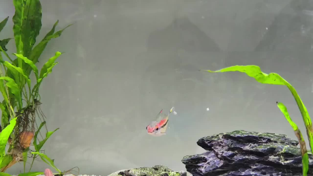 ماهی ردلاین|ماهی|کرج, شهرک فهمیده|دیوار