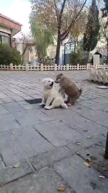 سگ آکیتا|سگ|اصفهان, اشکاوند|دیوار