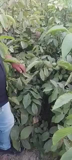 فروش نهال های پاکوتاه اصلاح شده|خدمات باغبانی و درختکاری|ملکان, |دیوار