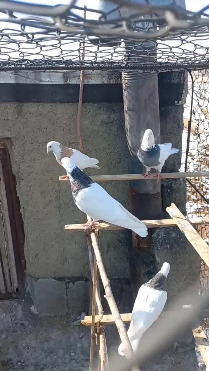 طوقی|پرنده|بهار, |دیوار