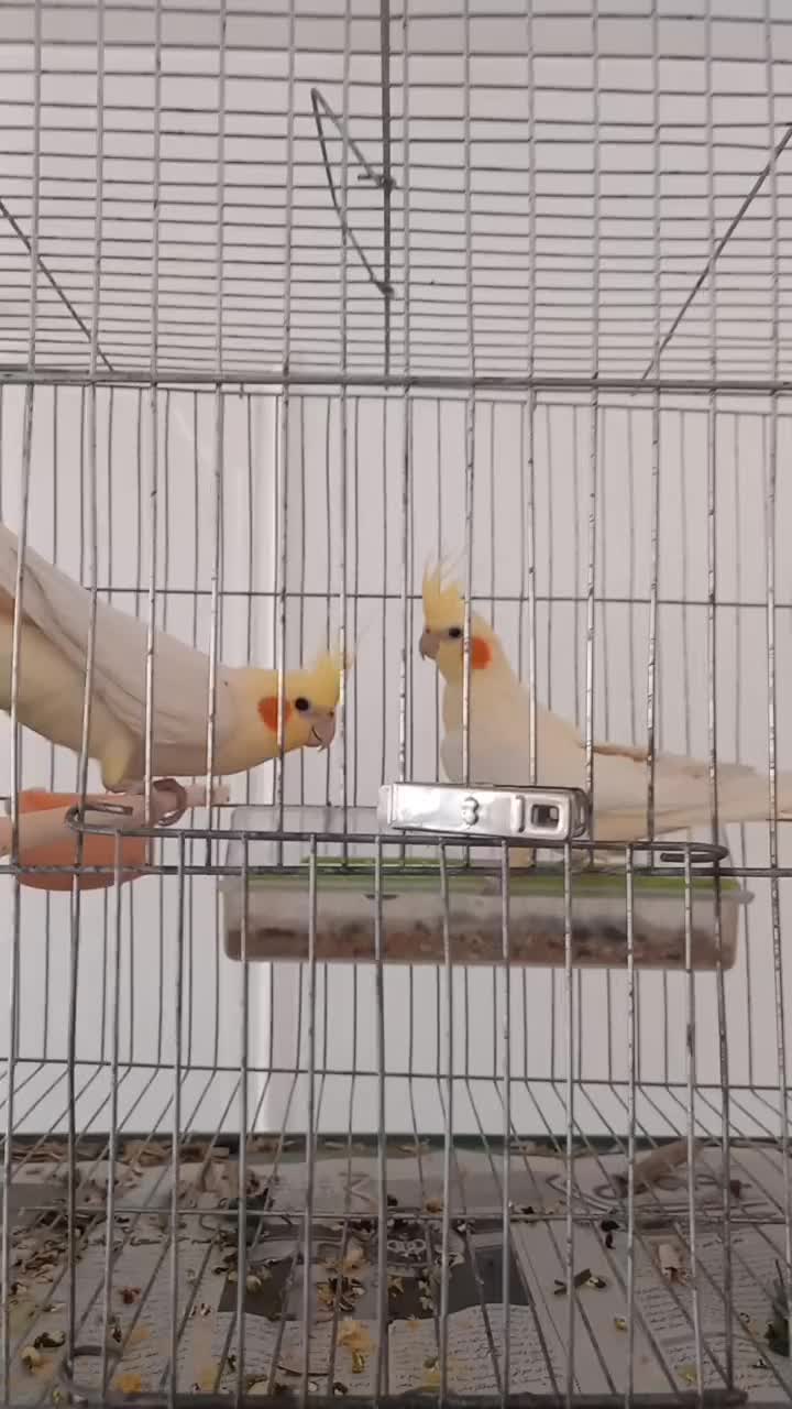 جفت مولد و جوجه عروس هلندی سرلاکی|پرنده|مرند, |دیوار